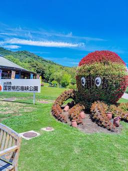 淡路島明石海峡公園 タコの花壇 淡路島明石海峡公園 タコの花壇 タコ,花壇,明石海峡公園の写真素材