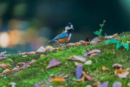 落ち葉と鳥 鳥,小鳥,落ち葉の写真素材