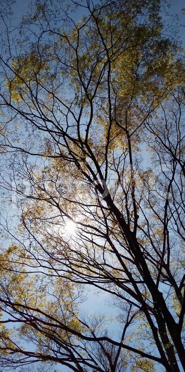 春の木漏れ日 春,晴天,木の写真素材