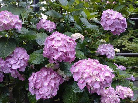 6月の紫陽花 6月の紫陽花 あじさい路,花,草の写真素材