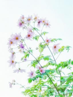秋空とピンク色のコスモス 秋空とピンク色のコスモス 背景,花,コスモスの写真素材