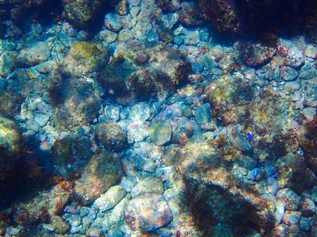 海底ゴロゴロ 海底ゴロゴロの写真
