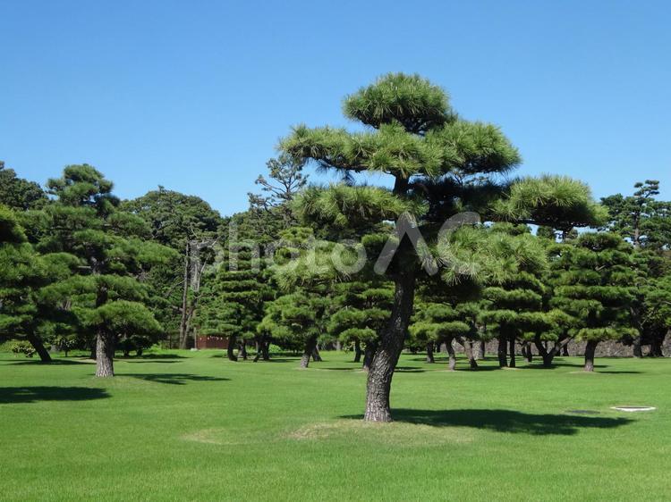皇居前広場の松の木 皇居前広場,広場,松の写真素材
