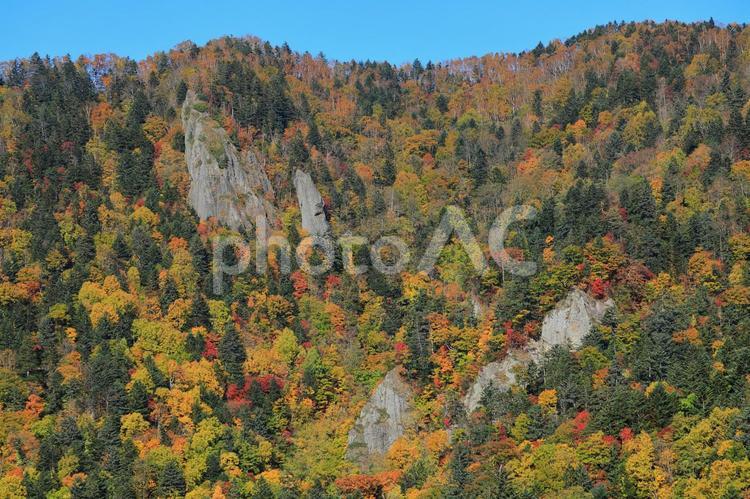 紅葉のパッチワーク(豊平峡・広葉樹と針葉樹) 豊平峡,紅葉,パッチワークの写真素材