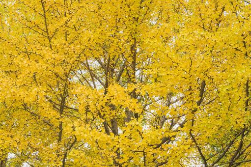 色付き始めた公園のイチョウの葉 公園,雨,銀杏の写真素材