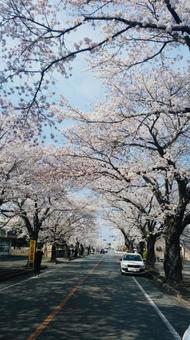 桜 桜 桜,春,歩道の写真素材