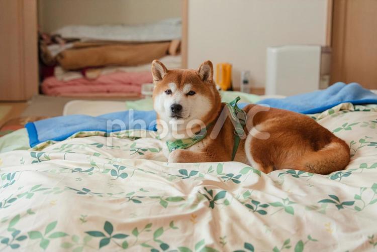 まったり布団の上でくつろぐ柴犬 柴犬,しばいぬ,日本犬の写真素材