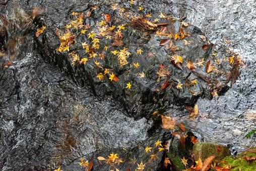 Photo, maple, autumn leaves, autumn leaves hunting, 