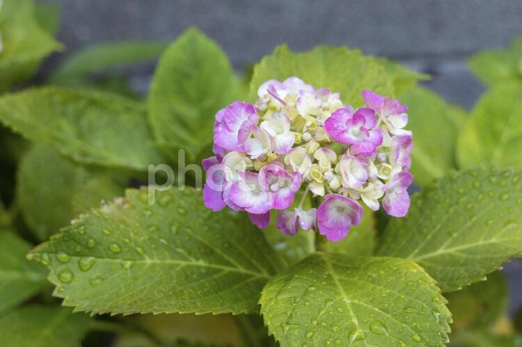 雨上がりのあじさい あじさい,花,水滴の写真素材