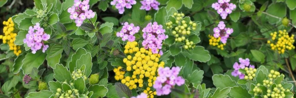 ツイッターヘッダーサイズ 黄色と紫の花 ツイッターヘッダーサイズ 黄色と紫の花の写真