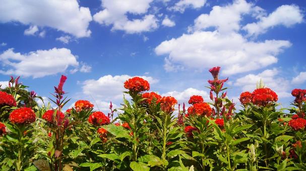 秋の花-321 秋の花-321 鶏頭,赤,青空の写真素材