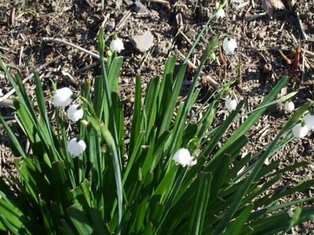 スノーフレークの写真