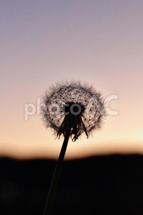わたぼうし わたぼうし,たんぽぽ,夕景の写真素材