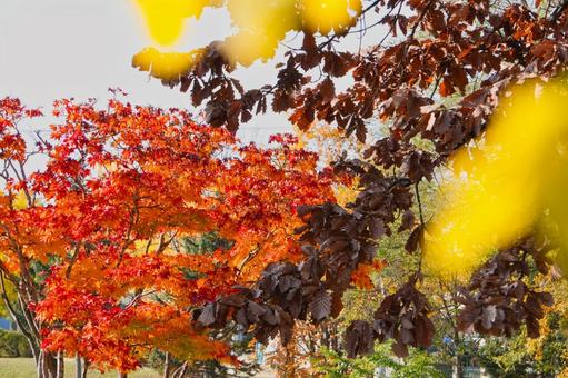 紅葉グラデーション 紅葉グラデーションの写真