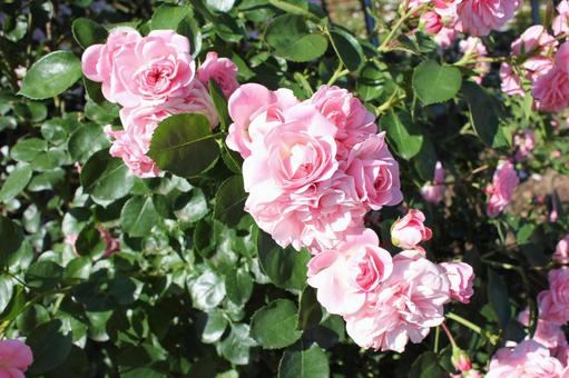 ばら180 ばら180 バラ,薔薇,ガーデニングの写真素材