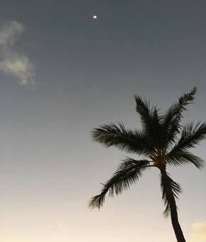 夕暮れ 夕暮れ ハワイ,エキゾチック,夕焼けの写真素材