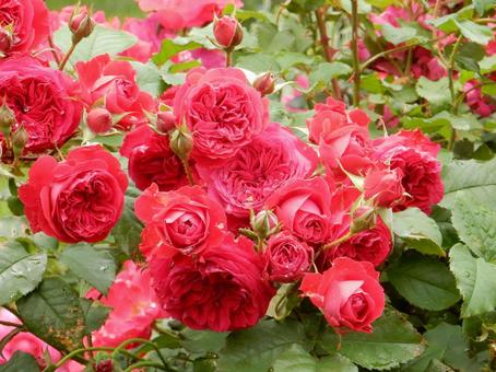 【薔薇の写真】バラの花 【薔薇の写真】バラの花の写真