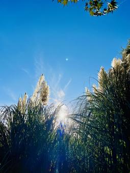 ススキ 日差し,秋,空の写真素材