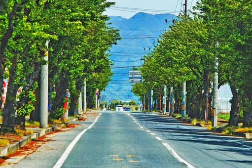 新緑の並木道 新緑,並木道,車道の写真素材
