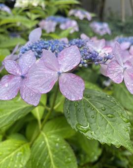 雨上がりのアジサイ 雨上がりのアジサイ 雨,アジサイ,紫陽花の写真素材