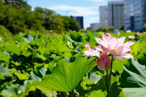 上野公園不忍池 上野公園,不忍池,上野の写真素材