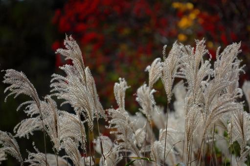 Late Autumn Japanese Pampas Grass-2, JPG