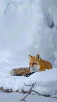 冬の雪の中のエゾキツネ 北海道 冬の雪の中のエゾキツネ 北海道の写真