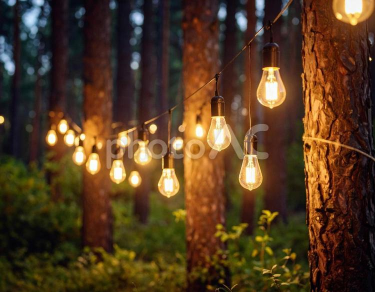 森に灯る静かな光の記憶 森,光,夜の写真素材