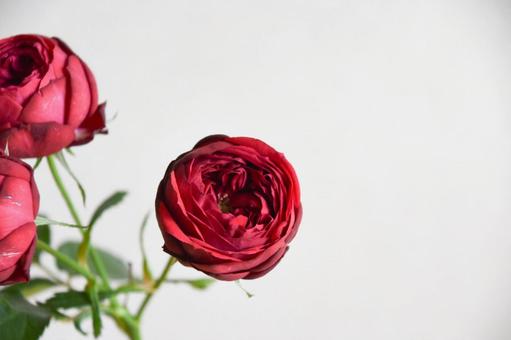 赤い薔薇 赤い薔薇,赤,薔薇の写真素材