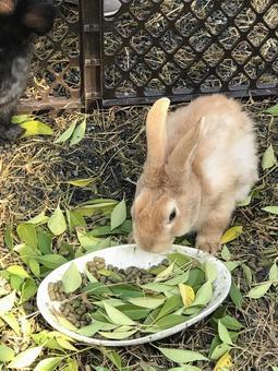 うさぎ うさぎ うさぎ,ラビット,動物の写真素材