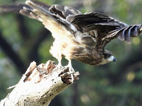 飛び立つトビ 飛び立つトビの写真