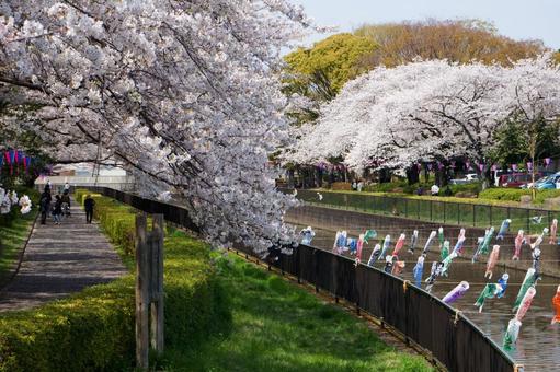 満開の桜の中を泳ぐ鯉のぼり 満開の桜の中を泳ぐ鯉のぼりの写真