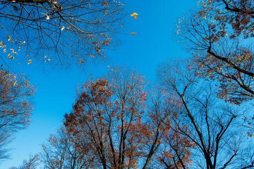 北摂の雑木林から空を見た晩秋 北摂,晴天,晩秋の写真素材