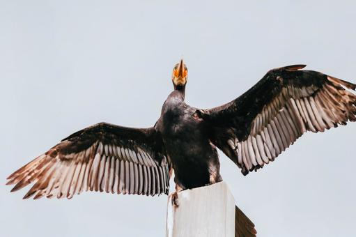 Photo, a cormorant, cormorant, bird, 