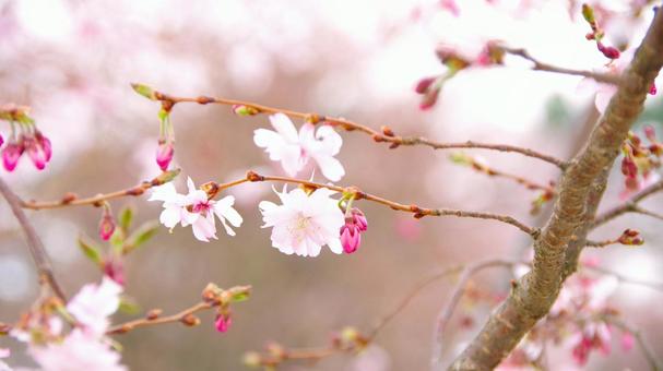 October cherry blossoms (cherry blossoms that bloom from autumn to winter), JPG October cherry blossoms (cherry blossoms that bloom from autumn to winter), JPG