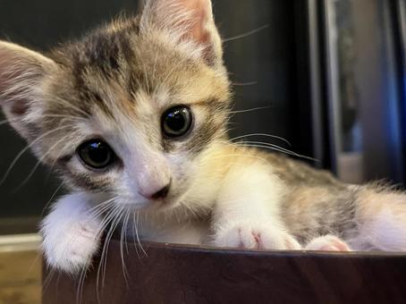 三毛猫 子猫 不思議顔 三毛猫 子猫 不思議顔の写真