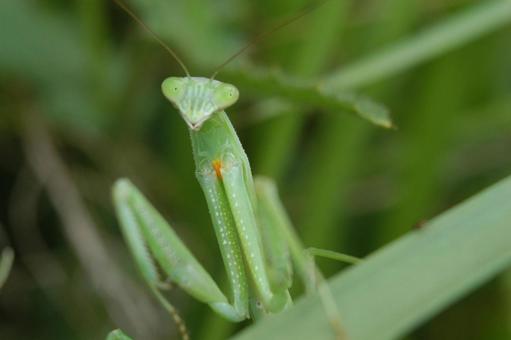 Praying Mantis, JPG Praying Mantis, JPG