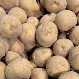 大量のジャガイモの写真 大量のジャガイモの写真の写真
