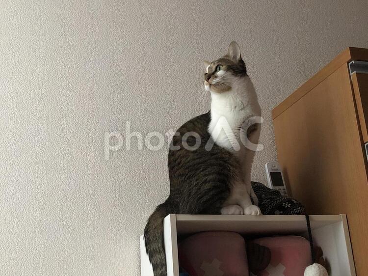 可愛くも凛々しい 猫,子猫,家族の写真素材