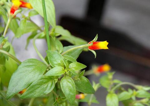 アラゲカエンソウ アラゲカエンソウ,粗毛火焔草,マネッティア・インフラータの写真素材