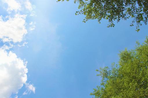 夏の青空と緑 見上げる 夏の青空と緑 見上げるの写真