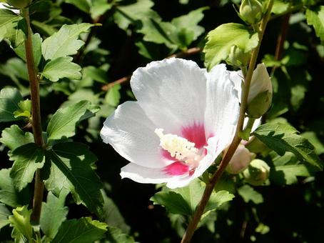 [Flower photo] White Rose of Sharon, JPG