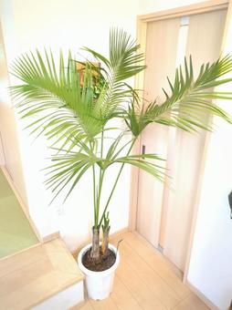 Photo, large foliage plant, kencha palm, potted plant, 