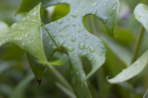 雨が降って水滴が付いてる葉 雨が降って水滴が付いてる葉の写真