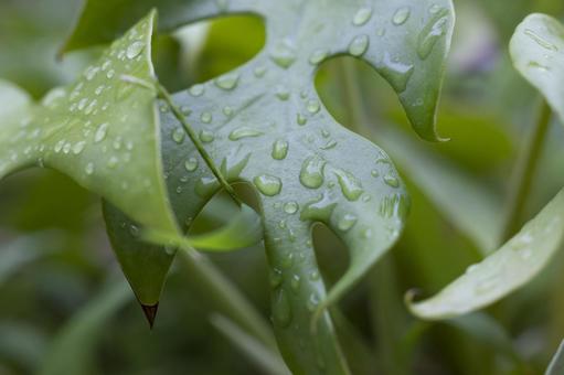 Photo, leaf, rain, drop, 