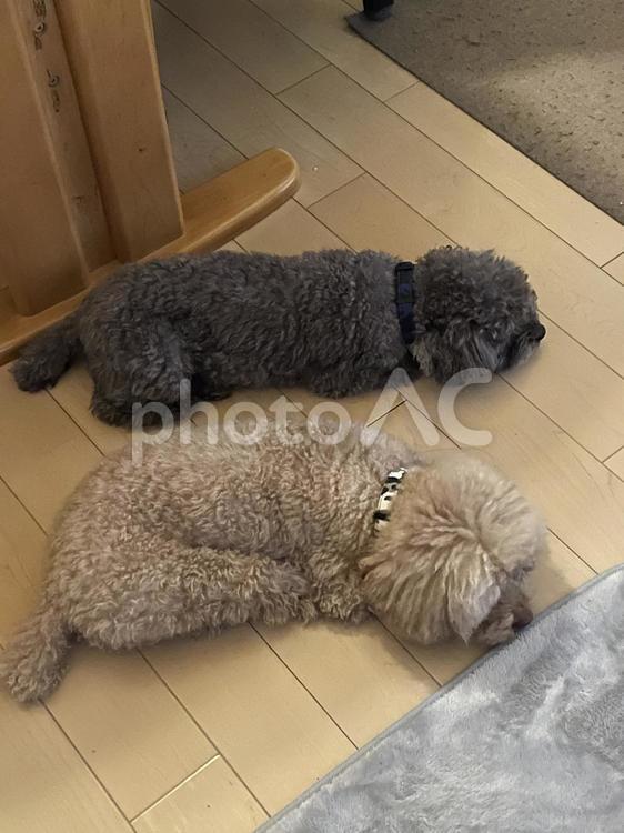 おはぎ犬(眠る) トイプードル,犬,ペットの写真素材