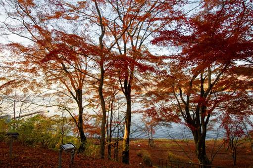 湖畔の紅葉 山中湖,紅葉,黄葉の写真素材