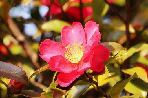 寒椿２９ 寒椿,ツバキ,屋外の写真素材