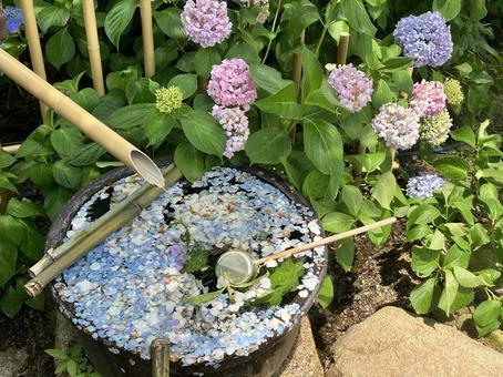 紫陽花とししおどし 紫陽花とししおどし あじさい,きれい,背景素材の写真素材