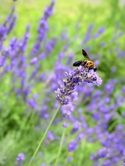 Photo, hosta sieboldii (species of plantain lily), giant resin bee, lavender, 